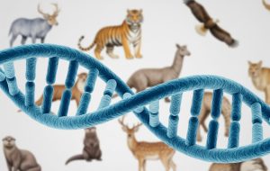 A double helix DNA strand with animal illustrations in the background, representing animal genetics.