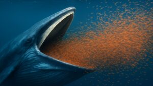 A blue whale, mouth open, feeding on a large swarm of tiny orange krill in the deep blue ocean.